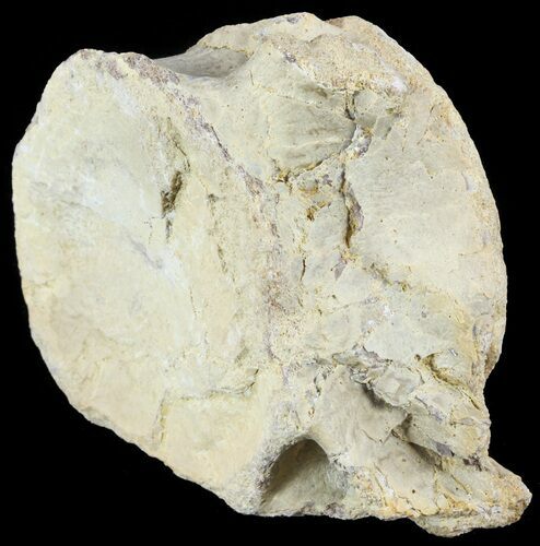 Mosasaur (Platecarpus) Caudal Vertebra - Kansas #60656